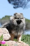 SPITZ ALLEMAND 114